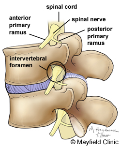 intervertebrale_foramen